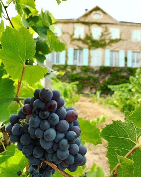 Château des Bachelards à Fleurie