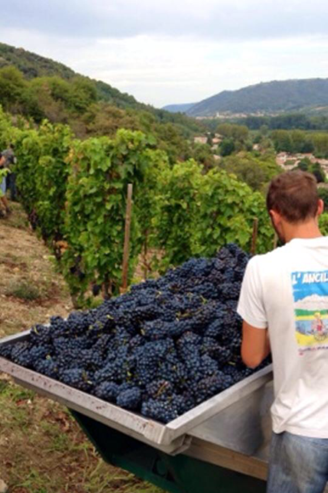 Les vignes et les raisins