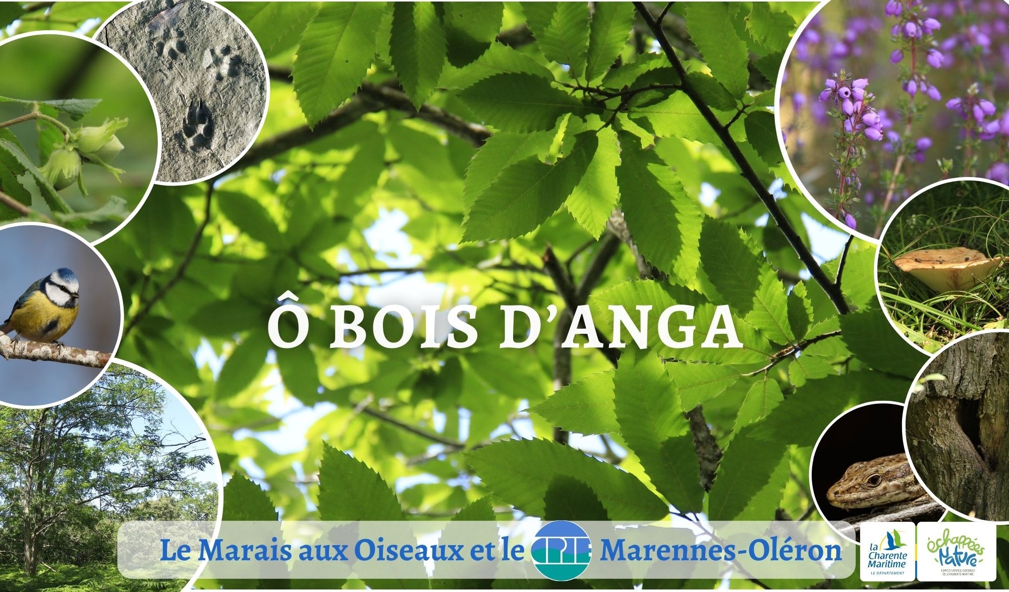 Ô bois d'Anga
