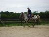 Country Pony ranch Cours Ⓒ Country pony ranch - 2014