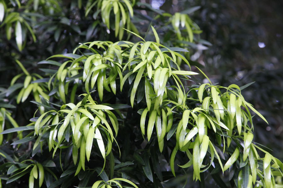 Podocarpus