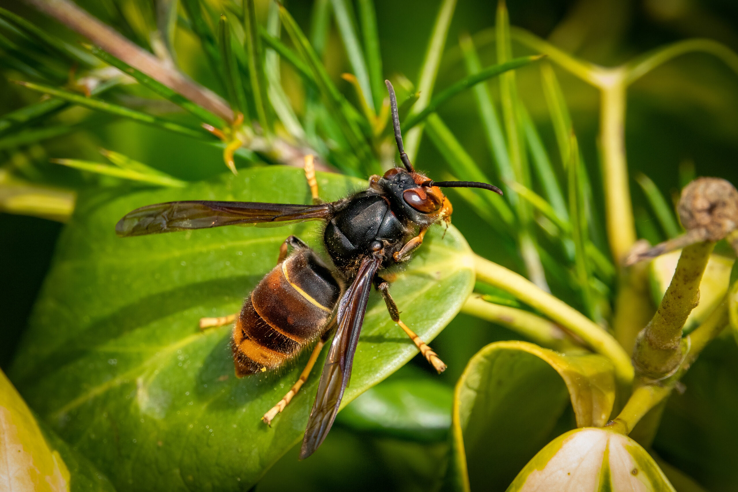 Sentinelle de la Biodiversité en Vivarais