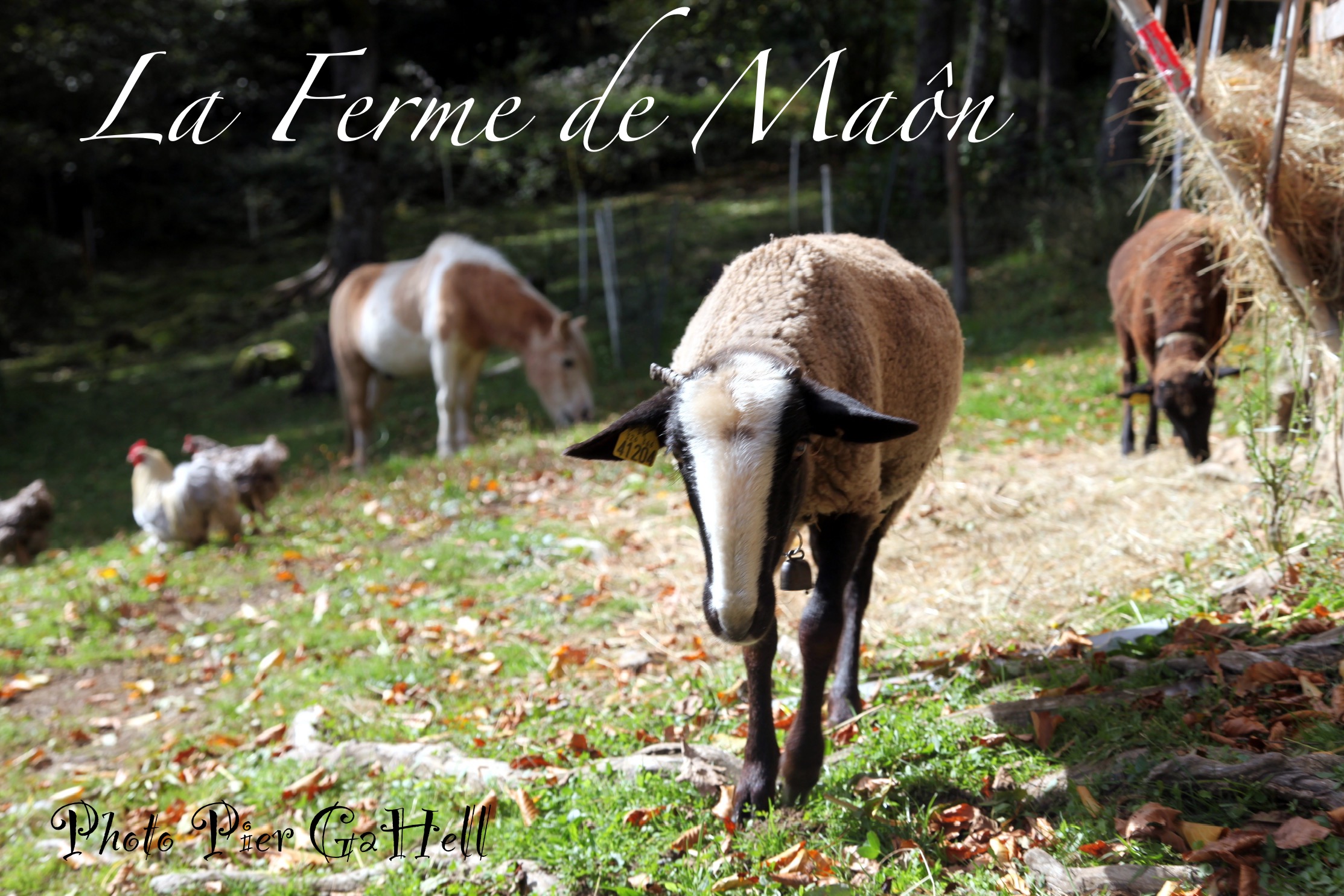 La ferme de Maon - médiation animale