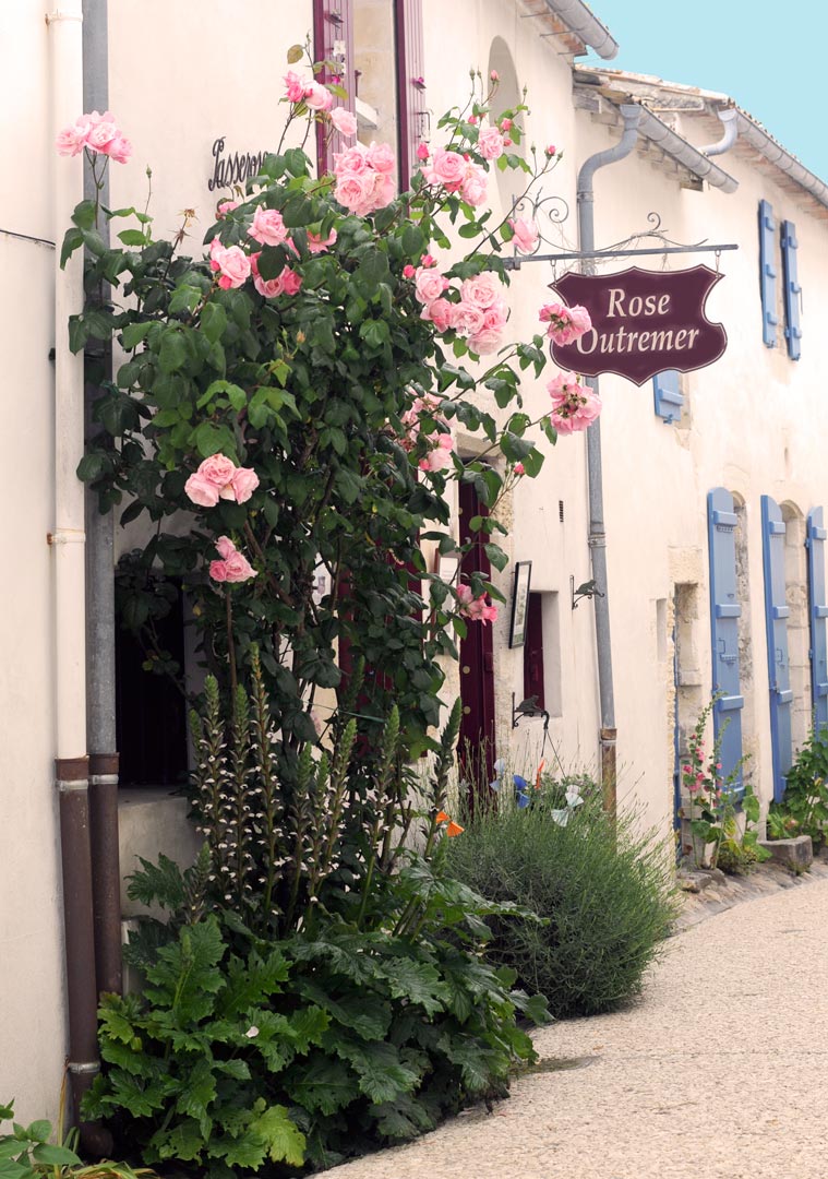 Rose Outremer