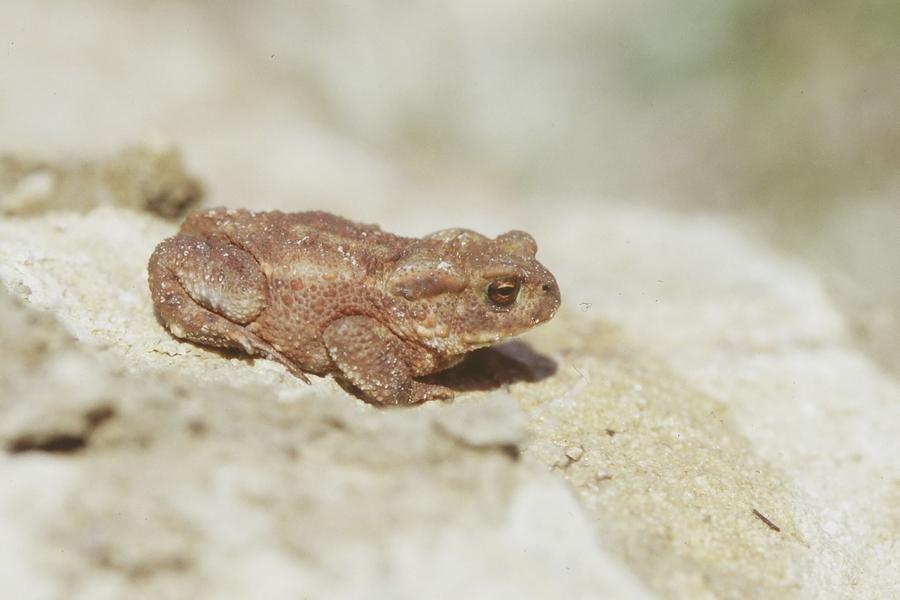 Animation nature sur les ENS : à la découverte des amphibiens - Montcarra - Balcons du Dauphiné
