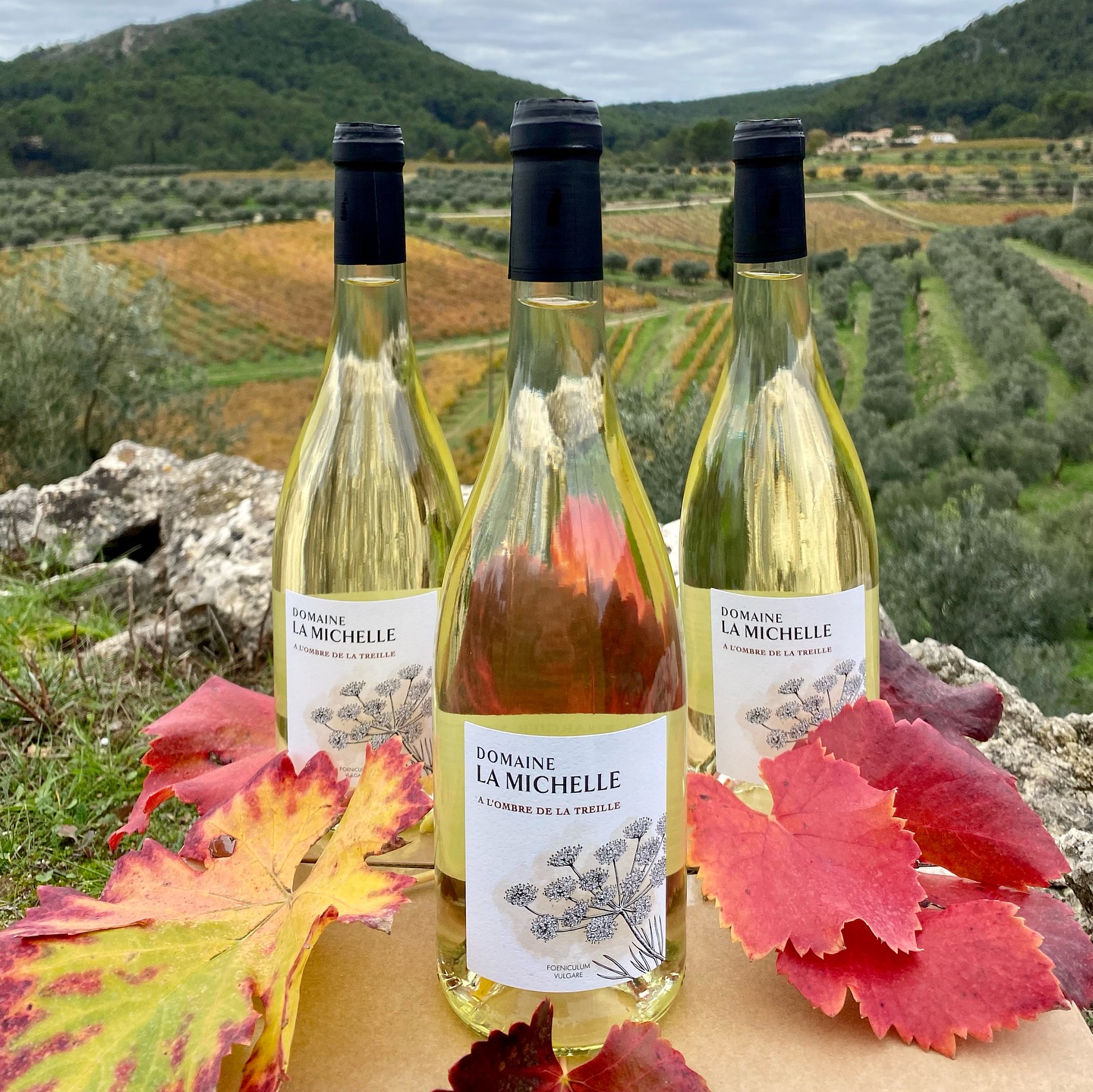 Domaine la Michelle - Nelly & Jean-François Margier, Auriol - photo 2