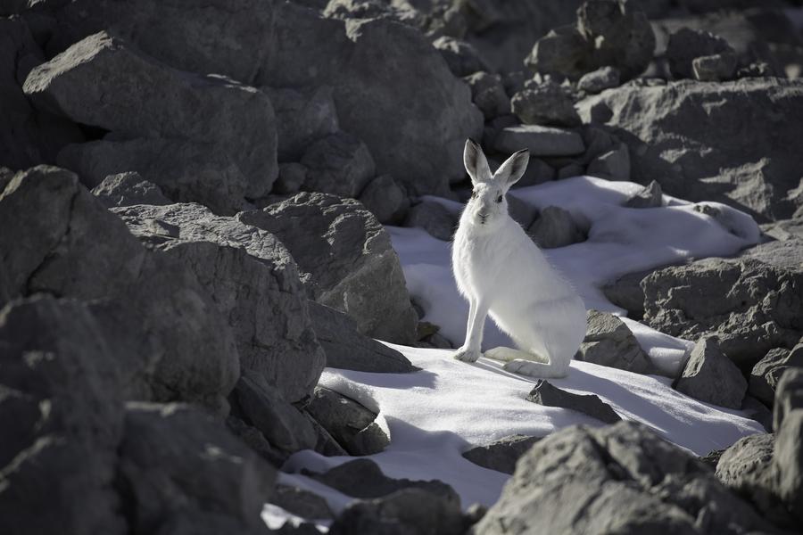 Exposition de Yannick Lenoir et Oxalea_Crest-Voland