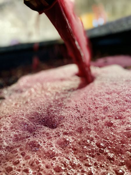 Vin rouge pendant remontage