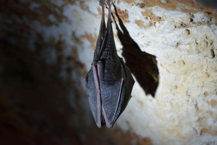 La biodiversité -Les chauves-souris, prédateurs de la nuit