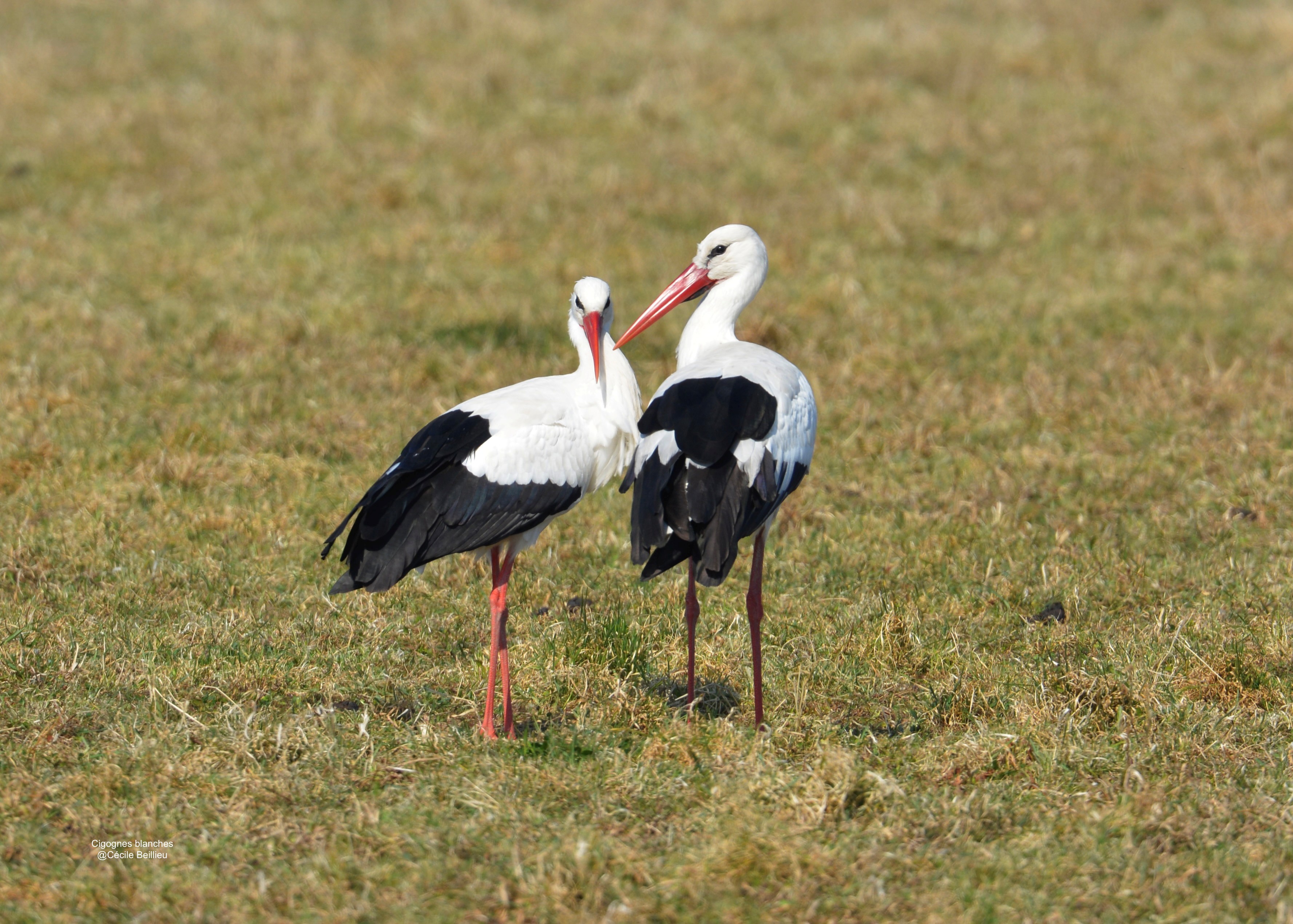 Les cigognes du parc de la Poudrerie de Saint Chamas
