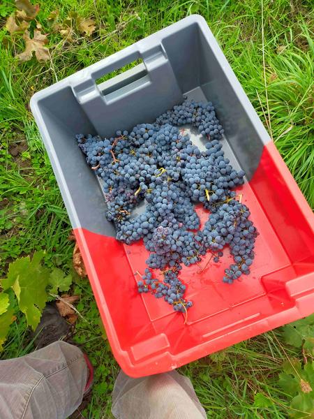 Vendanges - Société du Vin des Fossés 