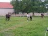 Gîte rural de Souvigny dans l'Allier en Auvergne.
Les chevaux derrière le gîte Ⓒ Gîtes de France