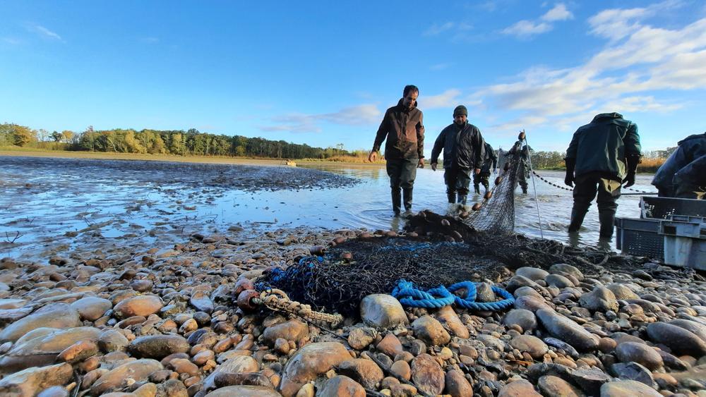 Excursion : L'étang et ses facettes