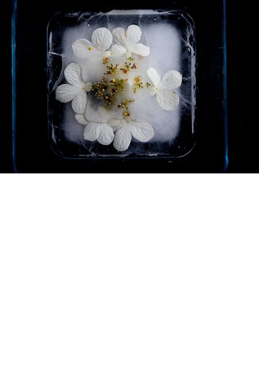 Exposition - Photographie 'Hanami' ou Un Cheminement Poétique