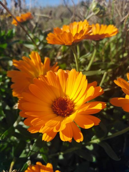 Calendula, quel cadeau !