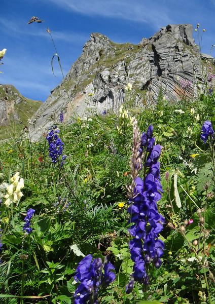 Sortie nature : flore d'altitude