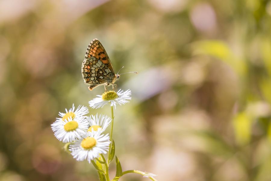 L'Escampette : boucle par la cotière_Trévoux