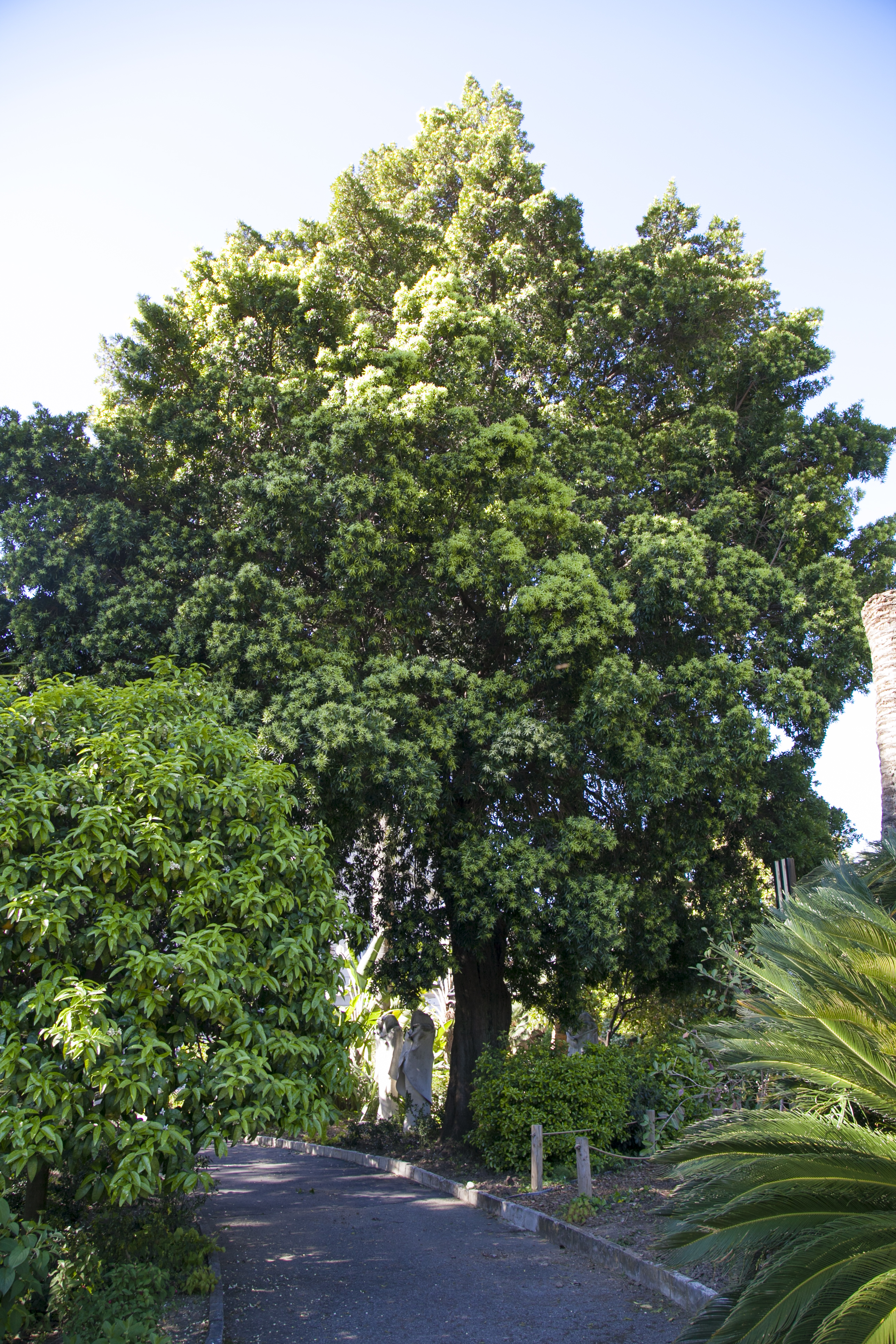 zimmerpflanze ahornähnliche blätter Begonia 'Silver Maples' – ahornförmig, silbrig gesprenkelt,