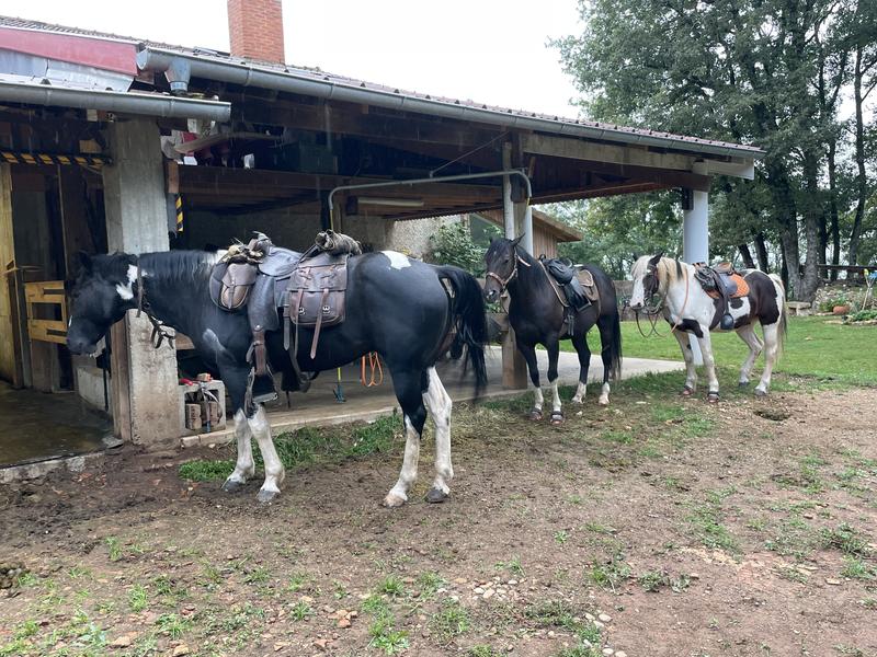 chevaux à l'attache