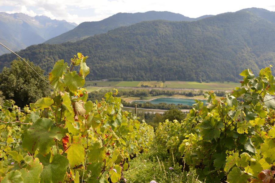 Balade confort Séniors - Dans les vignes