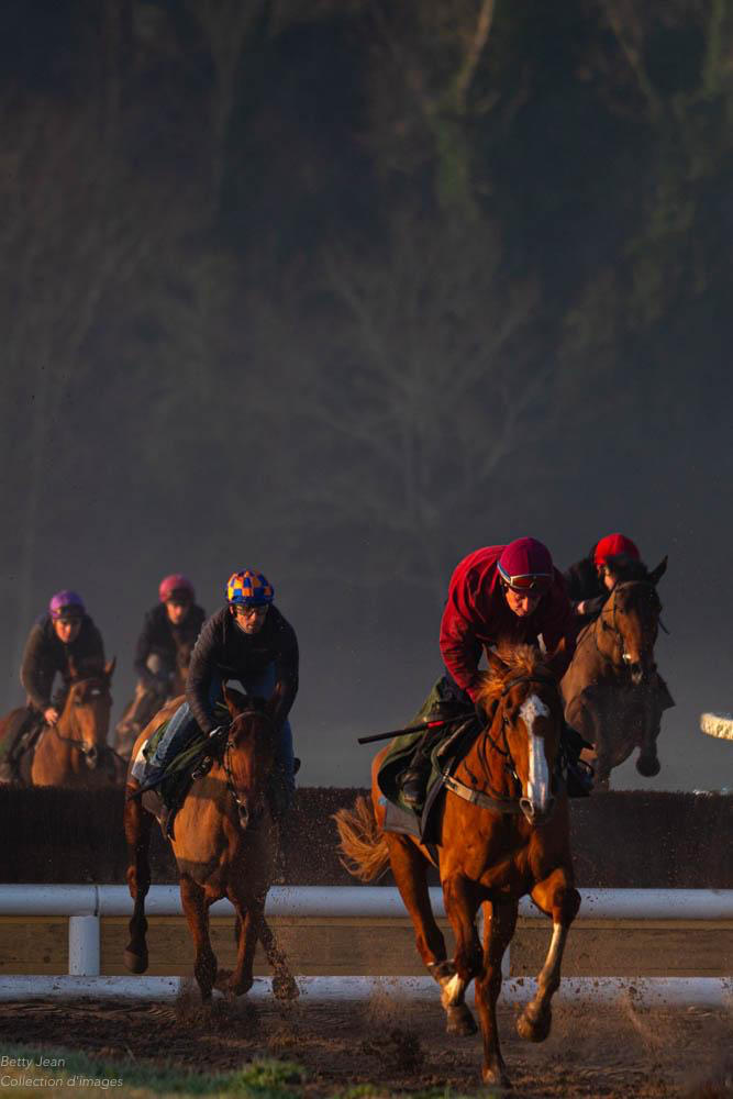 Exposition Royan Atlantique : Terre de cheval & Terre de champions