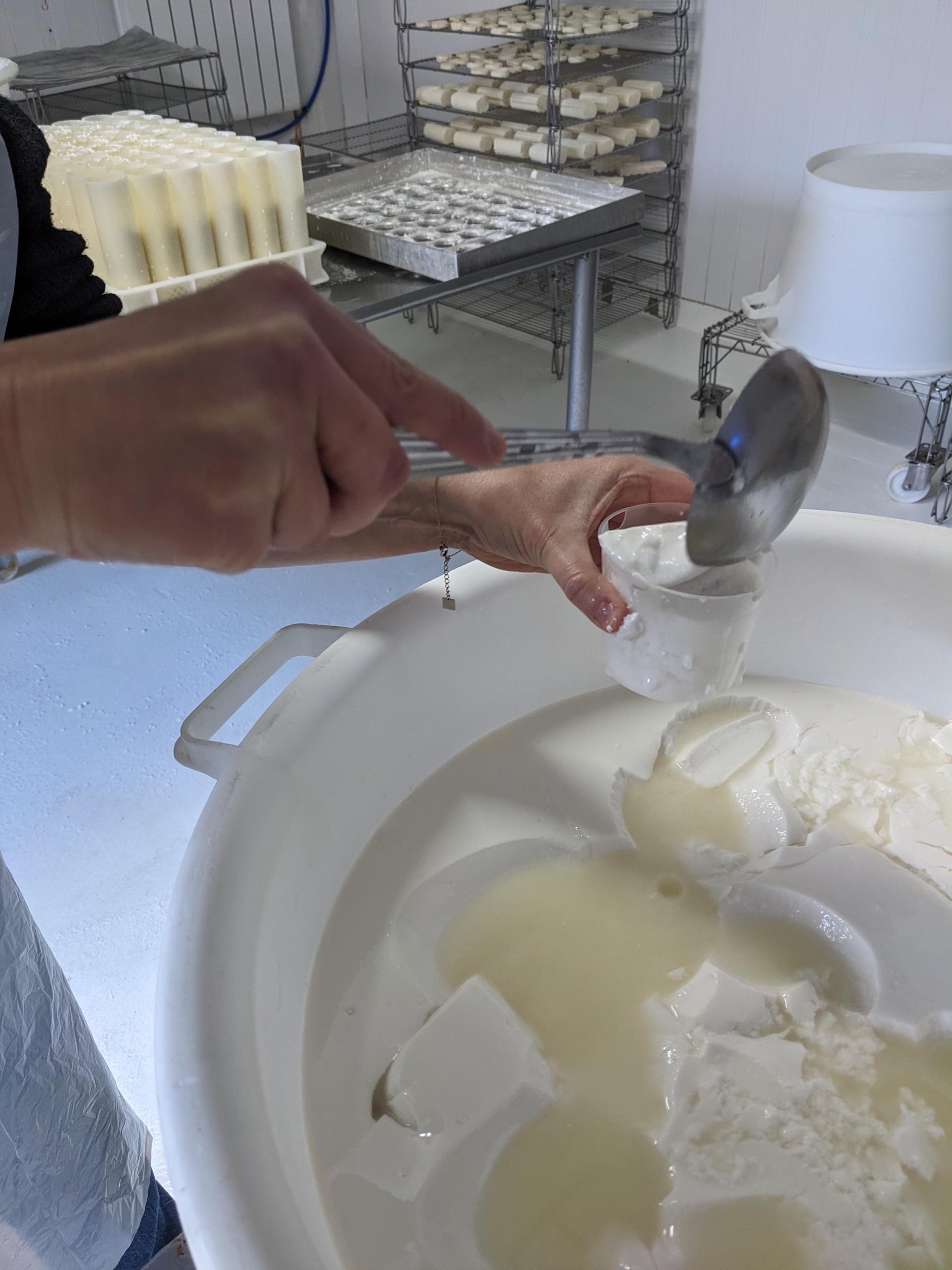 Atelier création de fromage de chèvre en famille