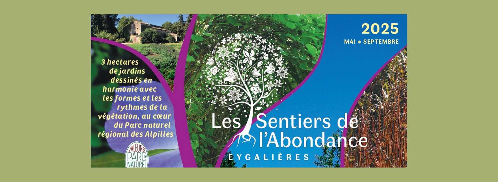 Visite botanique aux Sentiers de l'Abondance_Eygalières_01.05 au 30.09.25