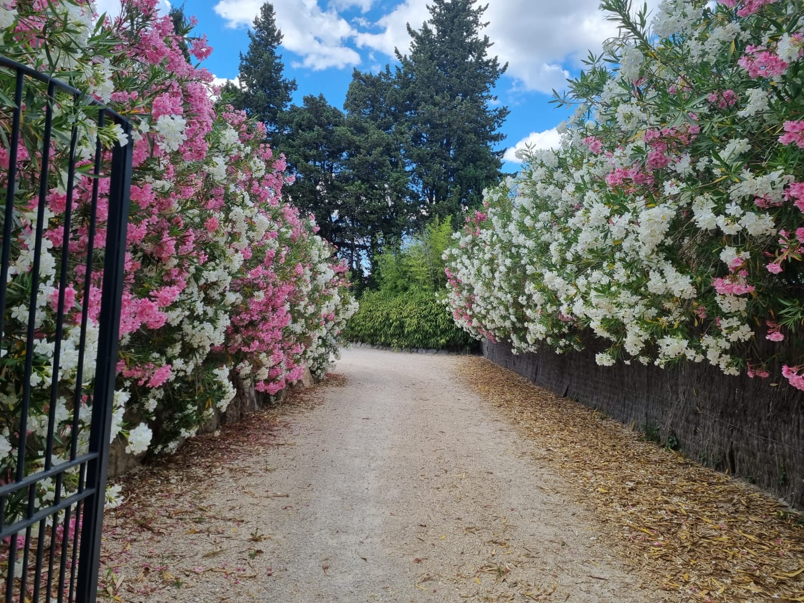 Mas Paloma, Rognonas - photo 14