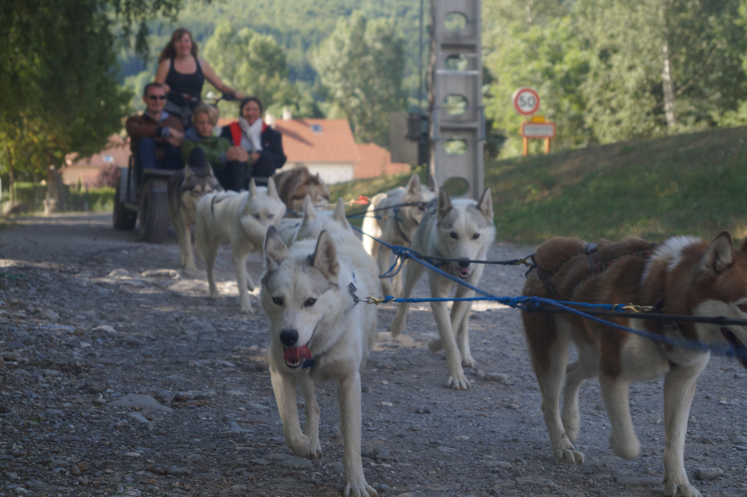 Cani-kart avec Travel Dog