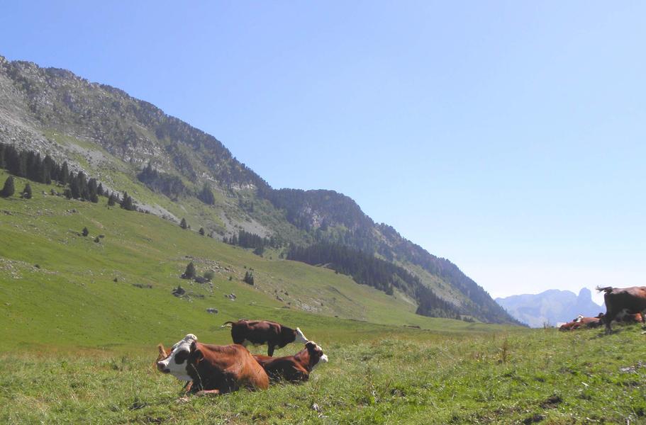 Plateau des Glières