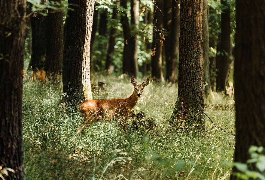 http://Avant-première%20du%20film%20Bambi