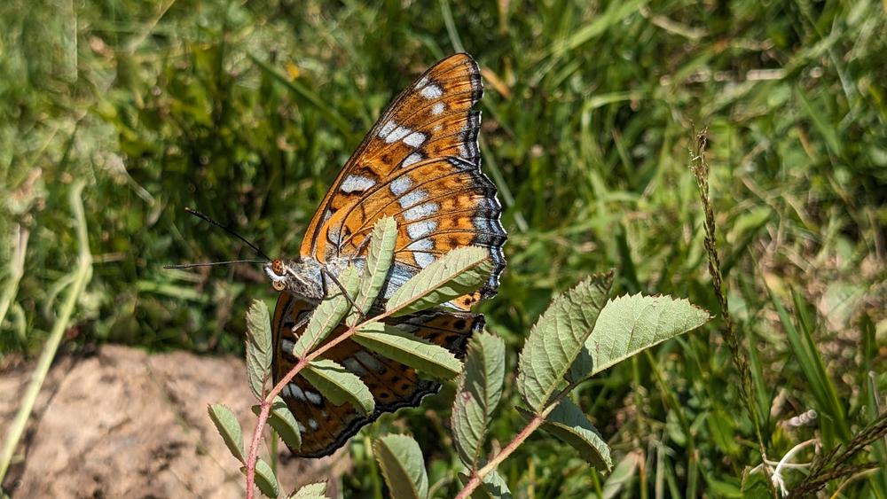Découverte guidée des insectes autour du Refuge du Crêt du Poulet