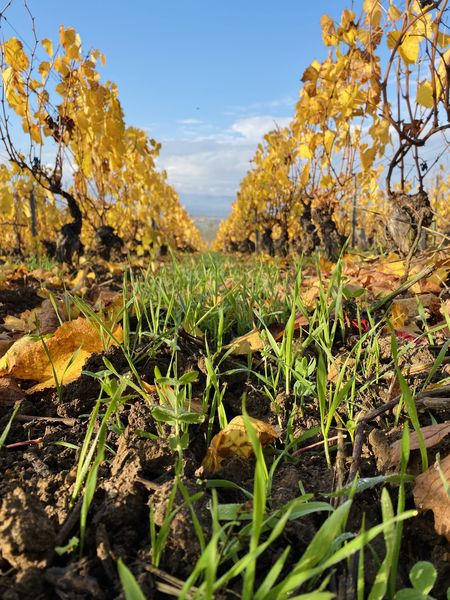 Semis engrais vert pendant l'Automne