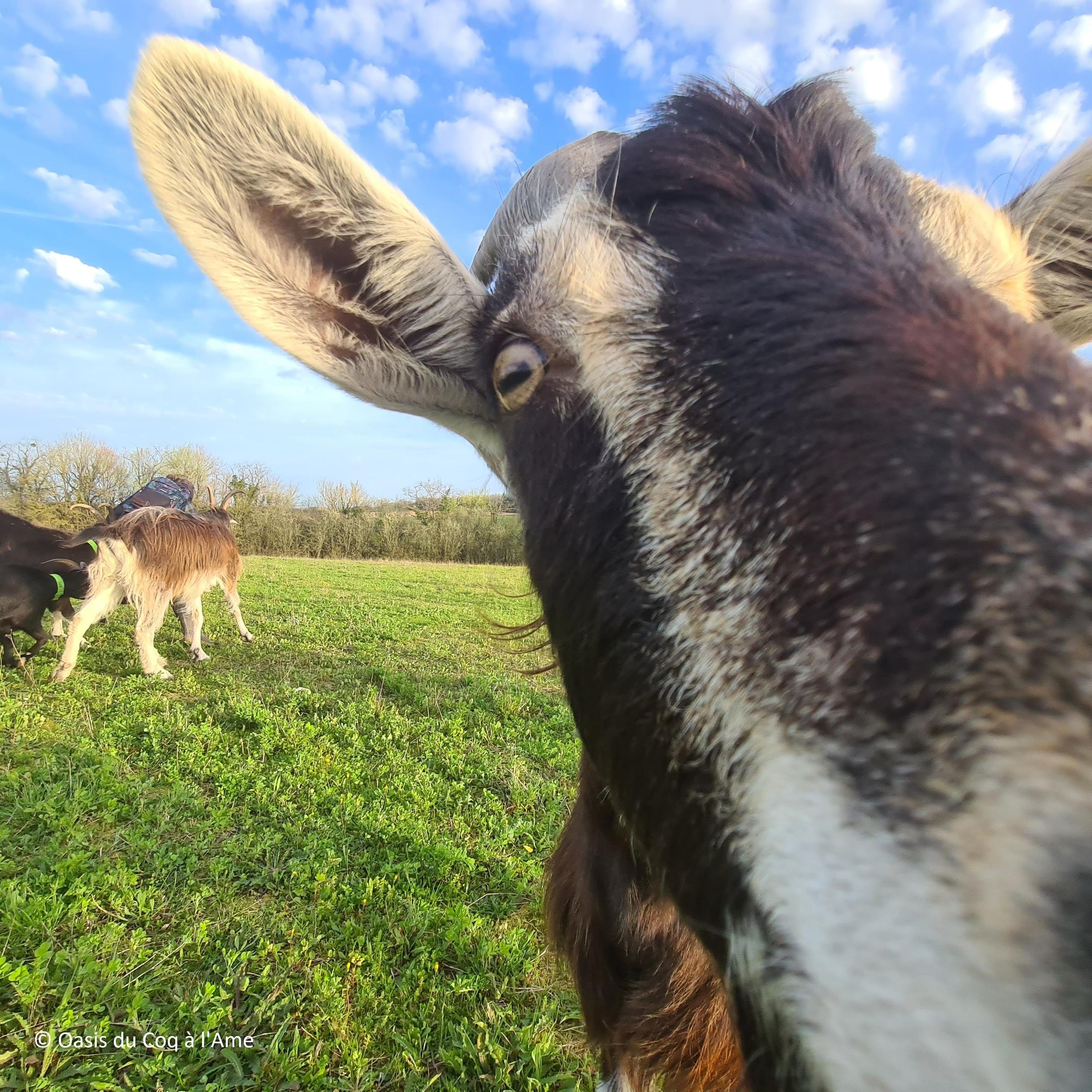 Fromager/ère d'un jour