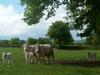 Gîte rural de Souvigny dans l'Allier en Auvergne.
Les vaches Charolaises près du gîte rural de Souvigny Ⓒ Gîtes de France