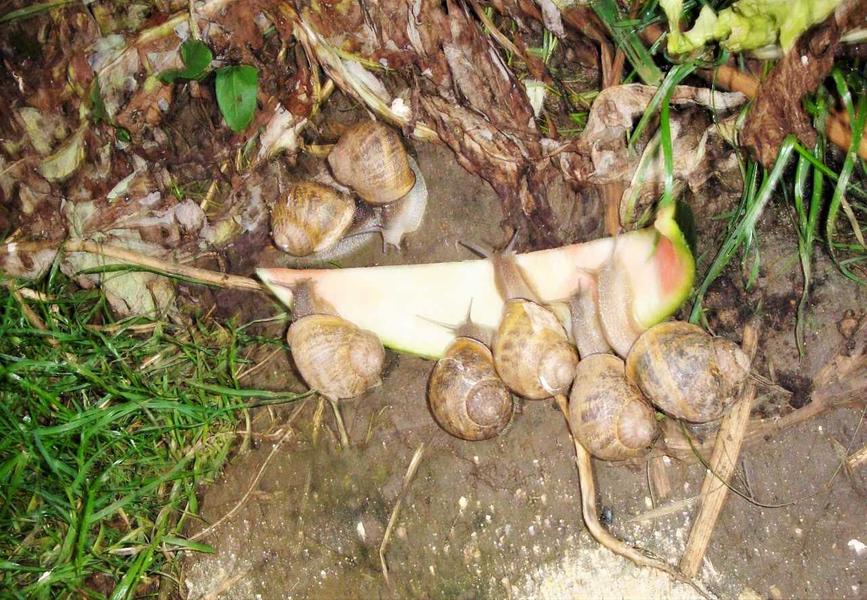 Gîte \'Le Bourgogne\' - La Ferme aux escargots à St Romain de Popey (Rhône, Beaujolais, proximité de l\'Arbresle et Tarare) : sur place, élevage d\'escargots.