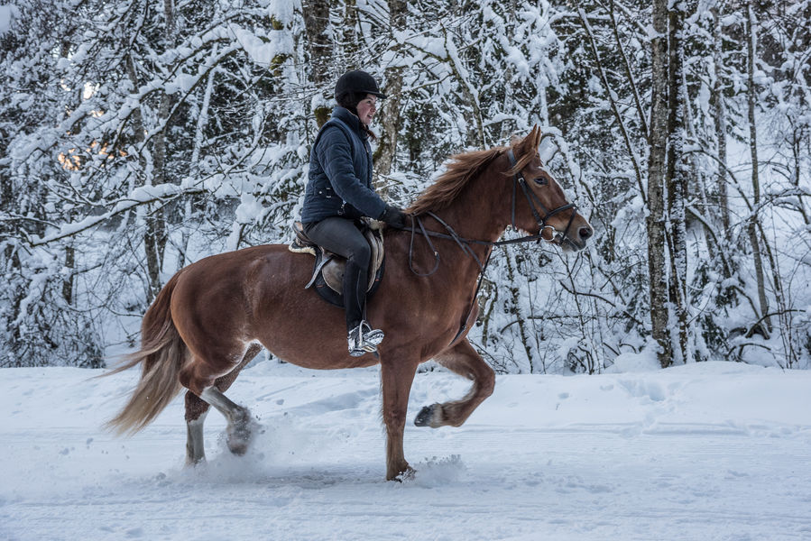 Balade à poney