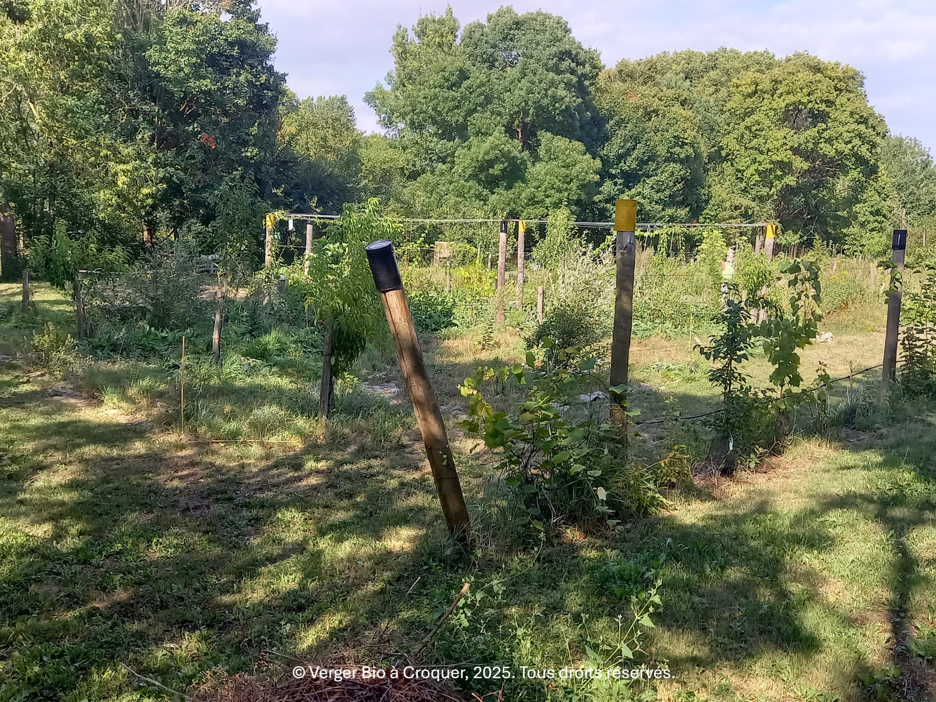 Découverte des plantes aromatiques et plantes sauvages