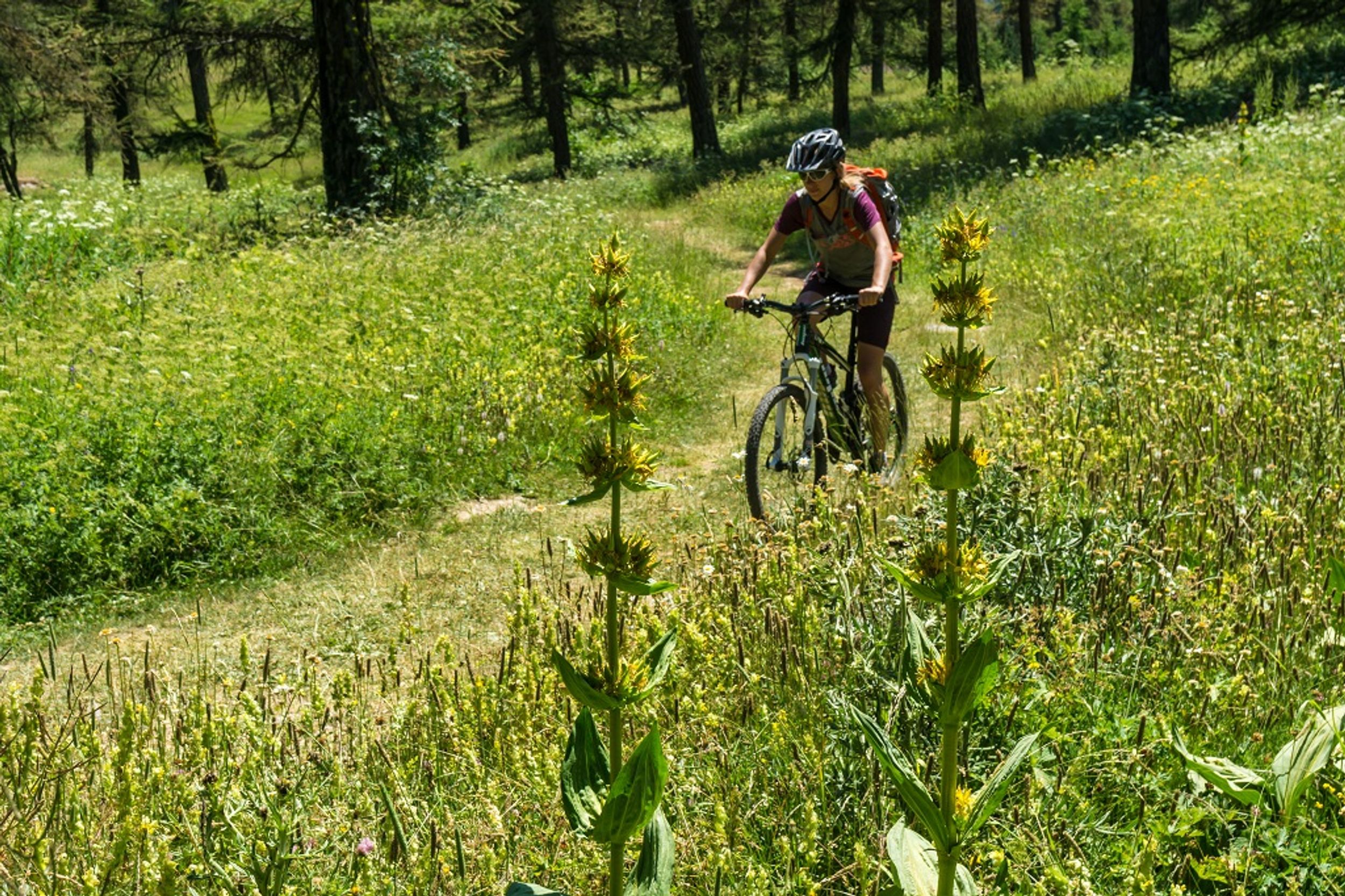 VTT N°17 - Les Chardons Bleus