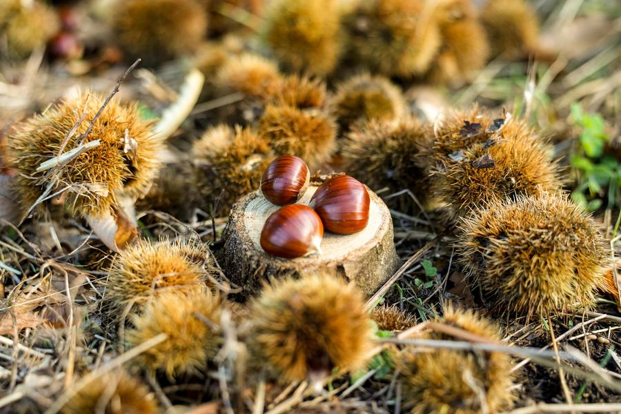 Atelier du petit castanéiculteur à la Châtaigneraie Godissard_Collobrières