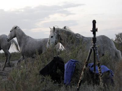 Camargue et Vous — photo 2