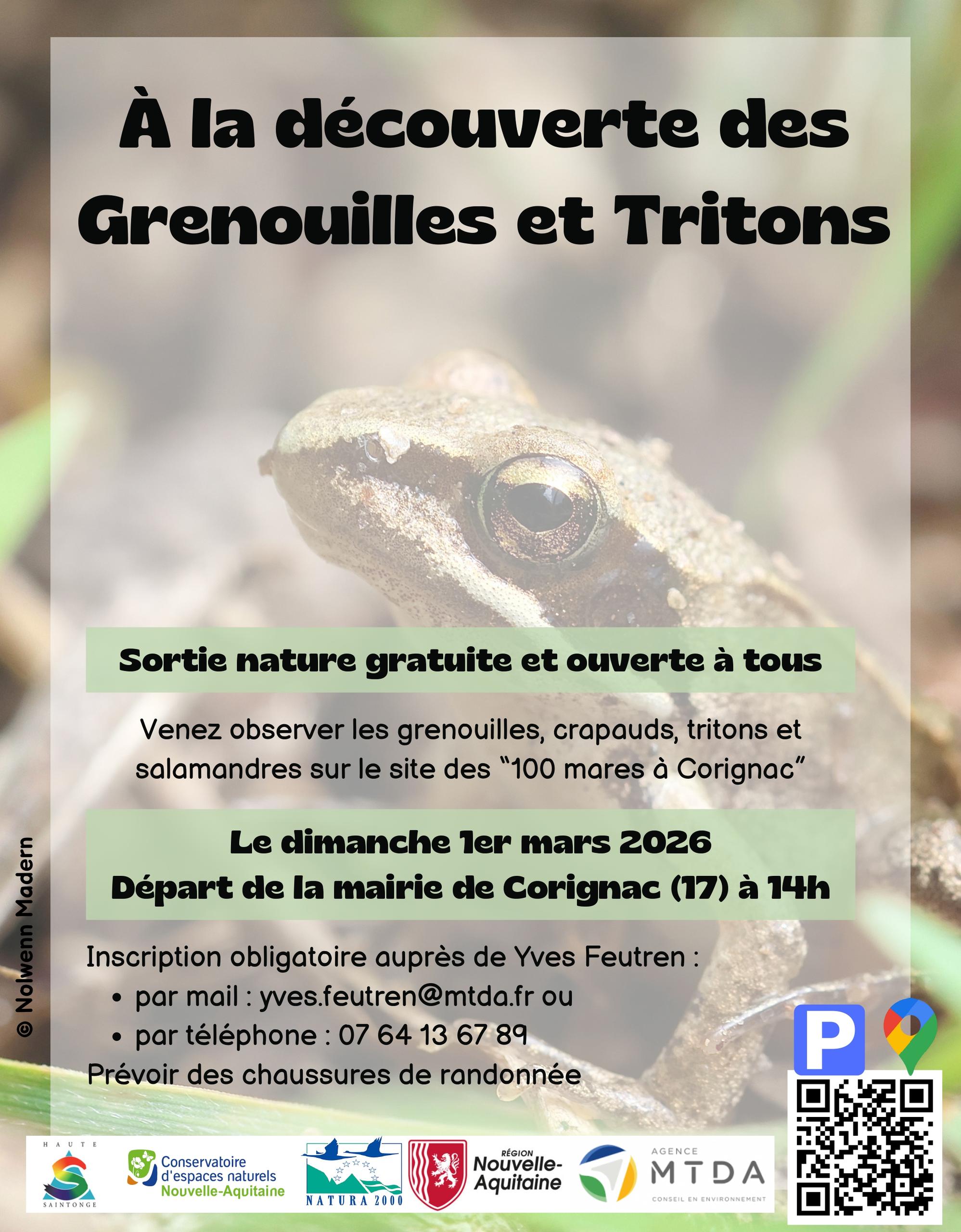 À la découverte des grenouilles et tritons