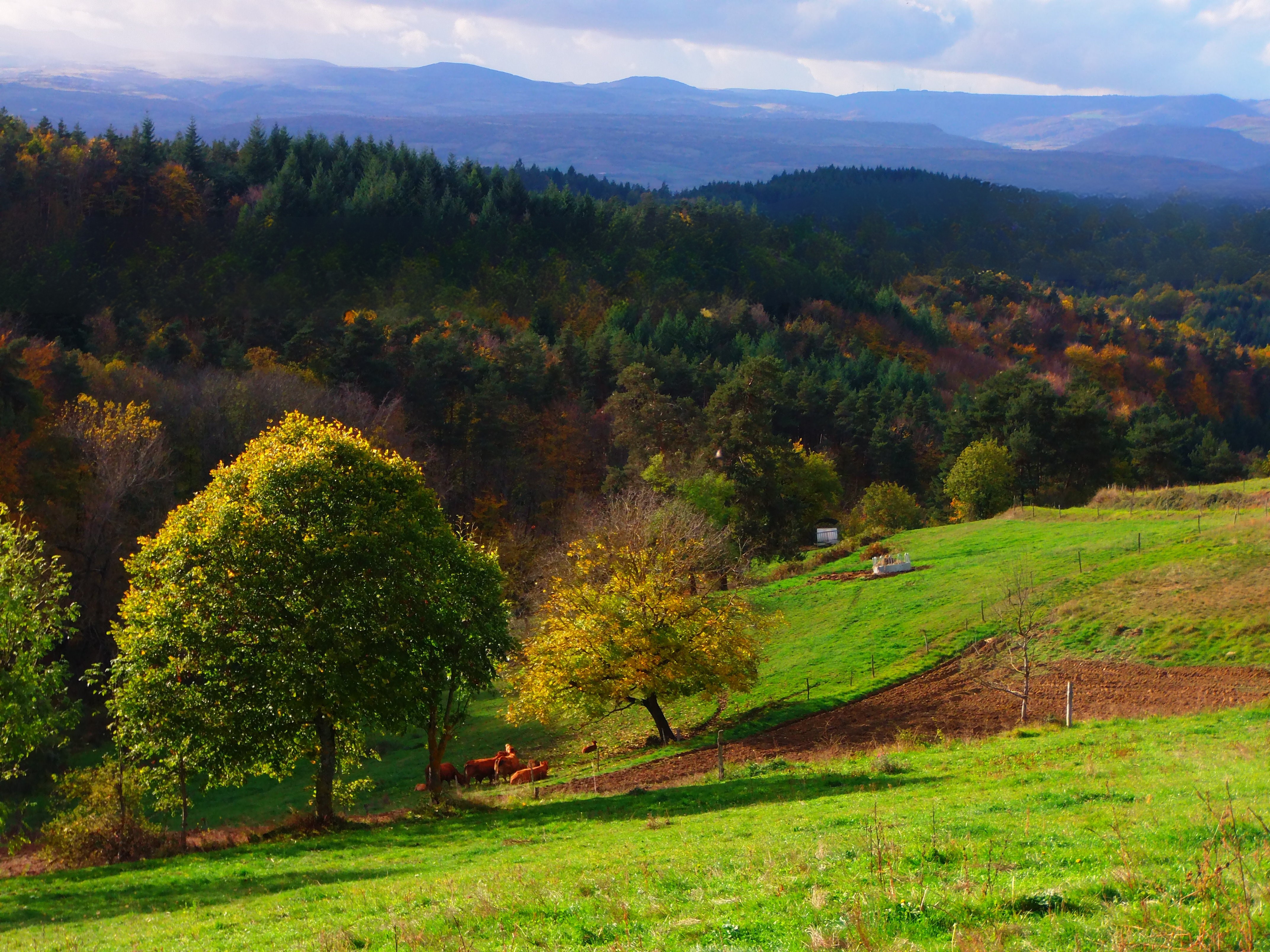 Vallon d'Armandine
