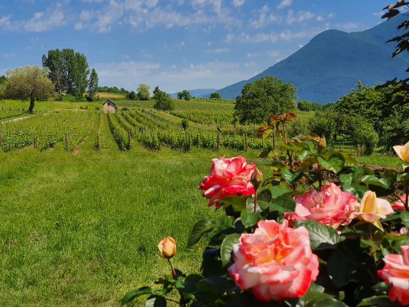 Domaine Monin à Vongnes