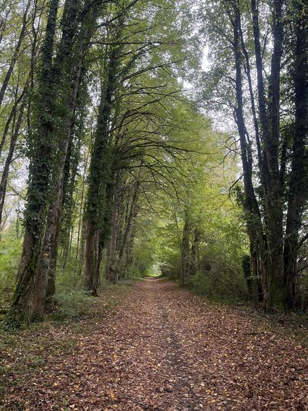 Couleurs et mystères de la forêt de Pizay