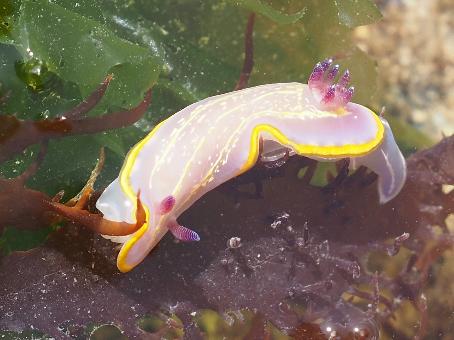 Le monde des nudibranches à Chassiron