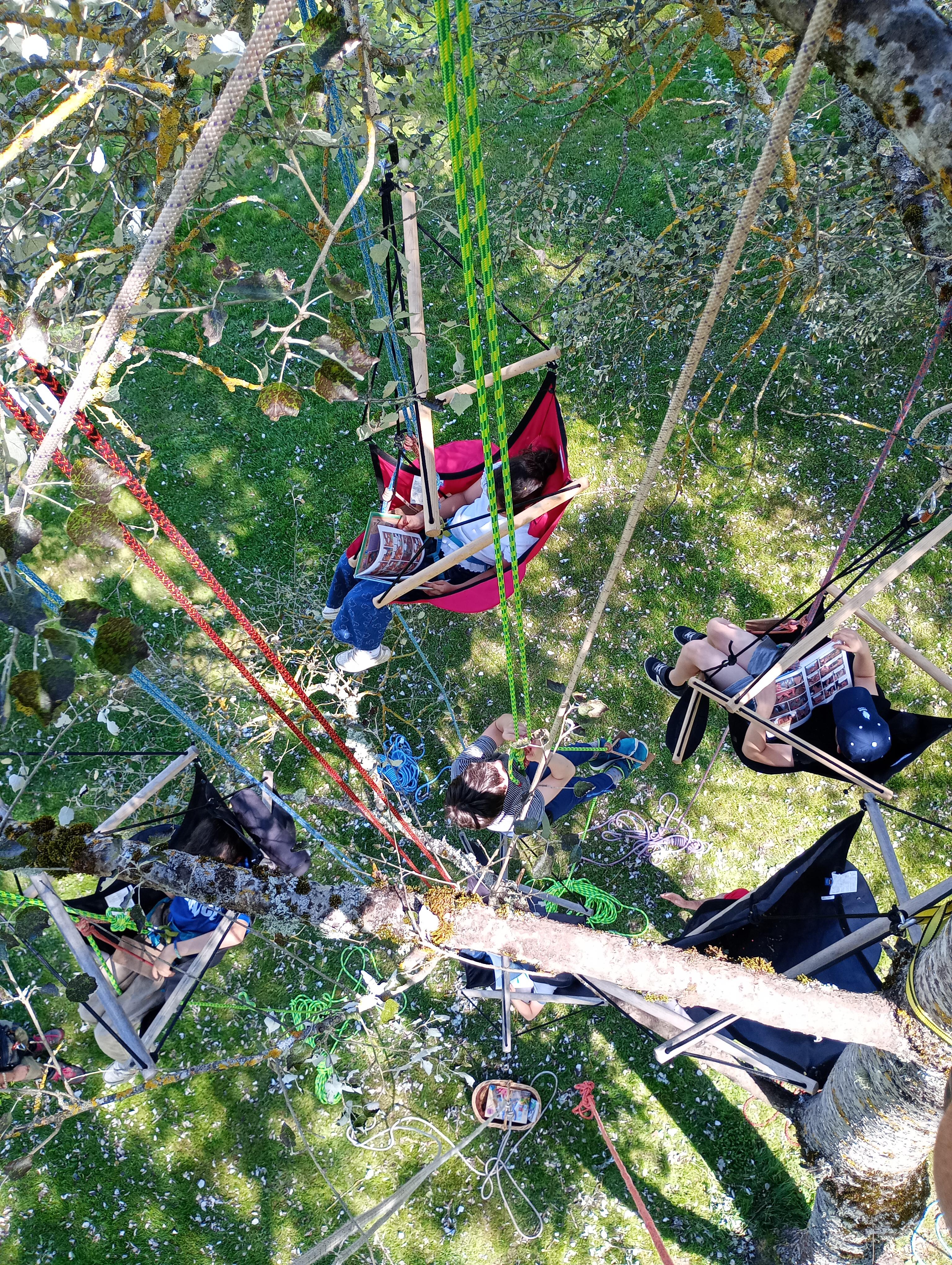 dans les arbres