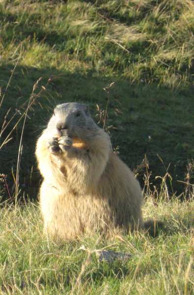 marmotte-bisanne