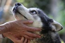 Chien