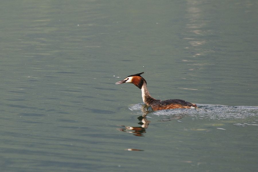 Grèbe huppé